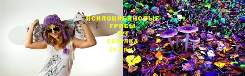 Псилоцибиновые грибы Psilocybe  Емва 